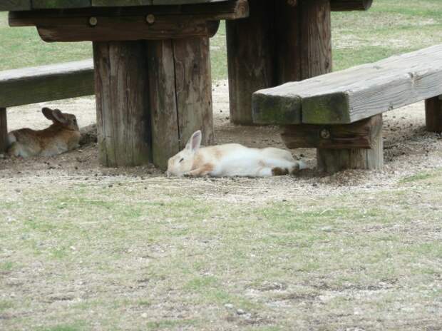 остров кроликов в японии