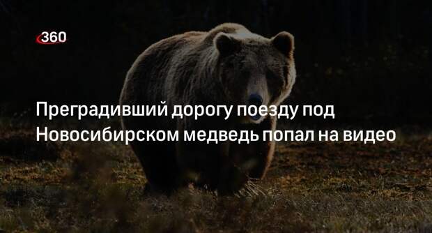 Медведь перегородил дорогу поезду в Новосибирской области