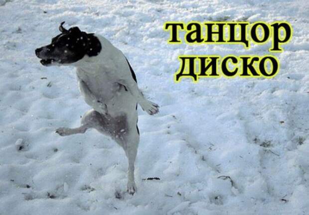 Прикольные картинки - Професиии и животные