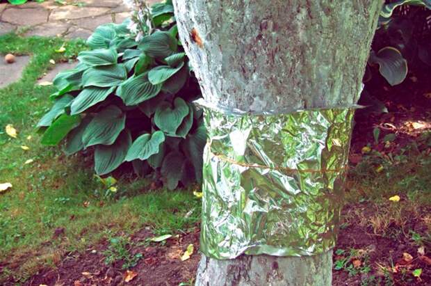 Тихий прием против садовых диверсантов: простая защита деревьев, о которой мало кто вспоминает