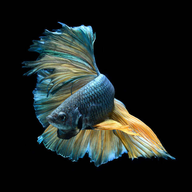The Elegant And Fantastic Poses Of Aquarium Fish Captured By A Thai Photographer