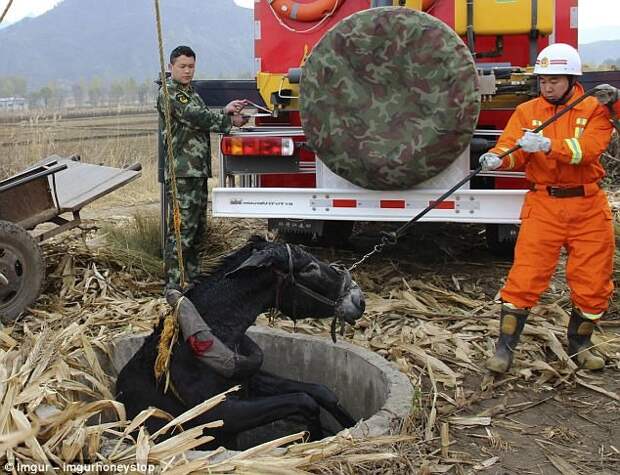 Китайские спасатели достают ослика, упавшего в колодец герои, животные, несчастный случай, опасность, спасатели, спасение, уважение, фото
