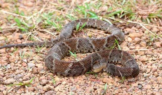 Какая змея самая ядовитая на Земле — фото и описание опаснейших змей планеты