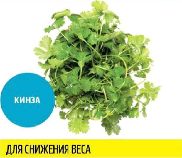 Какую зелень можно выращивать круглый год на подоконнике, чтобы быть здоровым