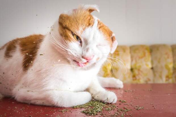 Коты и кошачья мята: вы еще не знаете, что такое кайф! животные, забавно, коты, кошачья мята, кошки, мило, смешно, фотоподборка