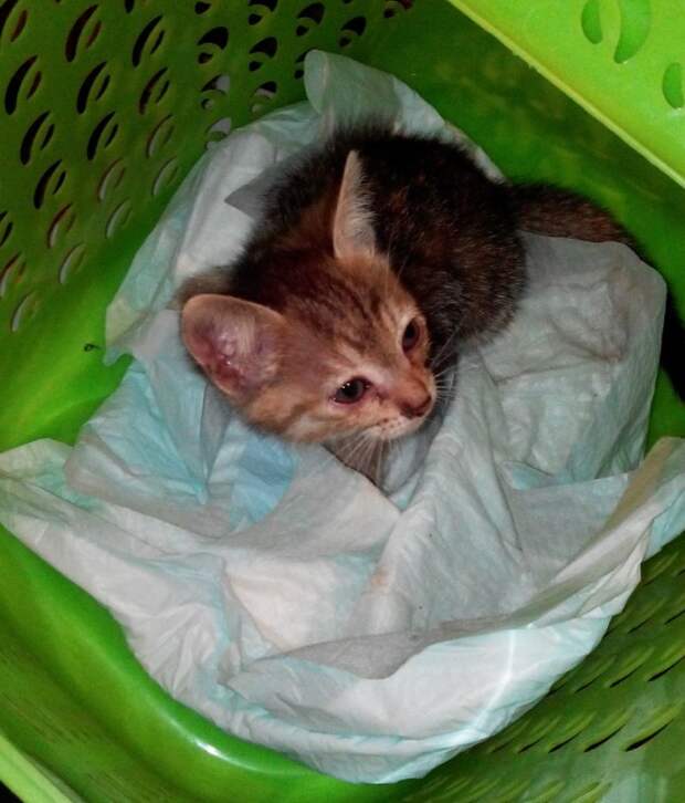 Почти слепой котенок тыкался в ноги прохожих, прося о помощи кот, котенок, кошка, слепой котенок