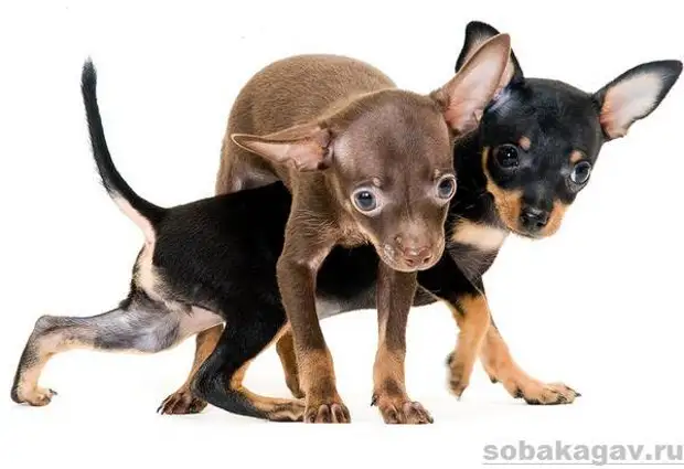 Той терьер собака. Описание, особенности, уход и цена той терьера