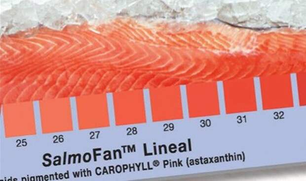 Линейная шкала цветов мяса лосося при питании добавками фирмы DSM