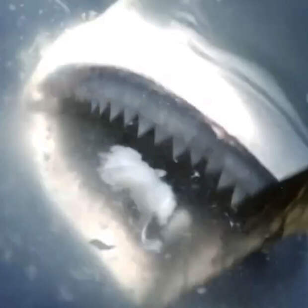 «Самая сексуальная ученая в мире» поохотилась на акул на копии судна из «Челюстей»