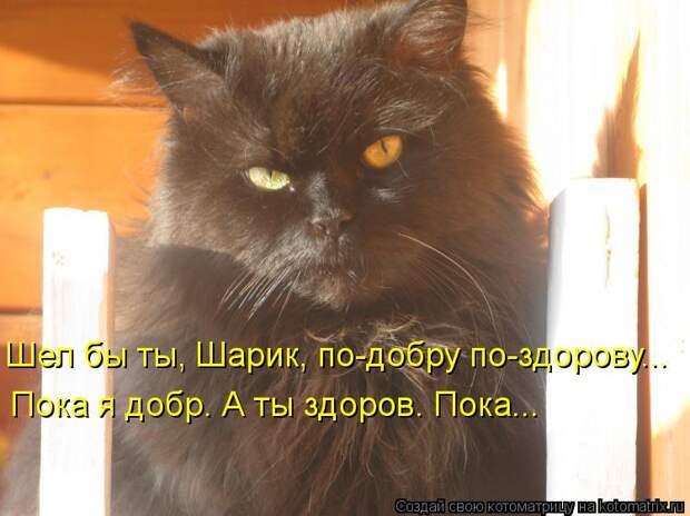Котоматрица: Шел бы ты, Шарик, по-добру по-здорову... Пока я добр. А ты здоров. Пока...
