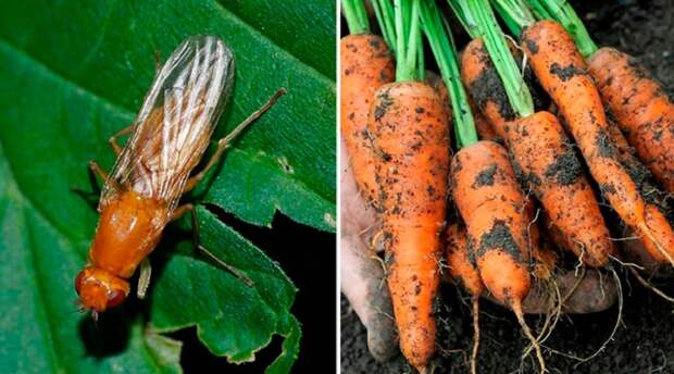 как защитить морковь от вредителей