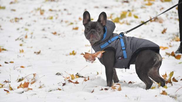 Кинолог Голубев рассказал о командах, вредящих при дрессировке собаки