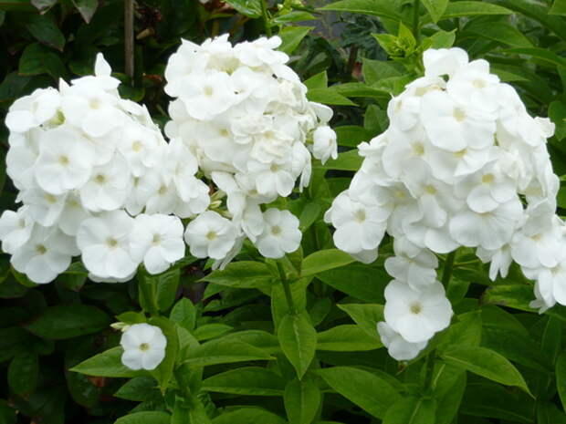 Флокс метельчатый (Phlox paniculata)