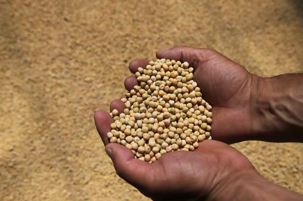 Китай резко нарастил закупки российского гороха