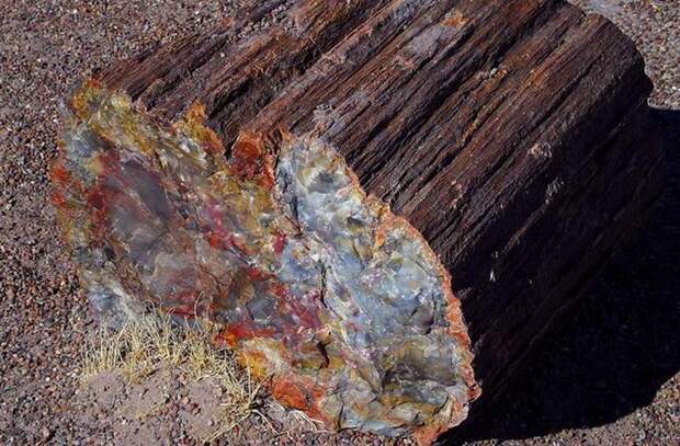 Окаменелый лес. Окаменелый лес.