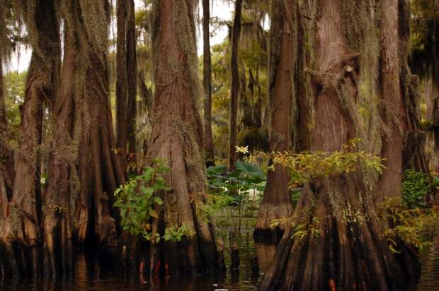 Фантастические кипарисы озера Каддо (Caddo lake), США