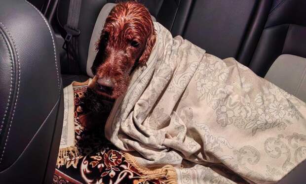 Сеттер чудом избежал гибели в Архангельске после падения в ледяную воду