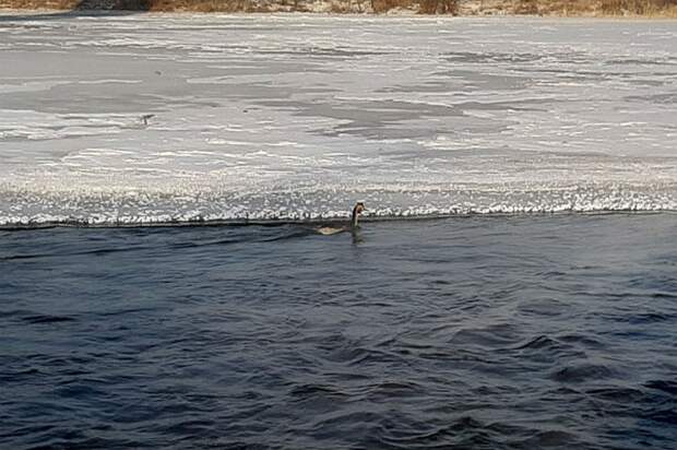 Подобраться к птице по льду возможности не было. Фото: предоставлено Олегом Лухневым. 