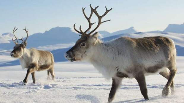 Северные олени оказались на грани исчезновения в Сибири