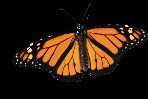 Мигрирующие виды монархов