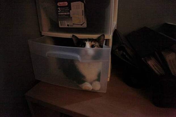 Смешные кошки