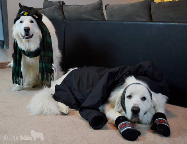 Great Pyrenees