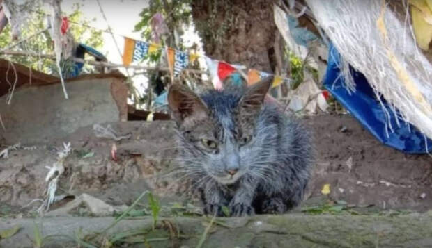 Скриншот © YouTube / BazPaws