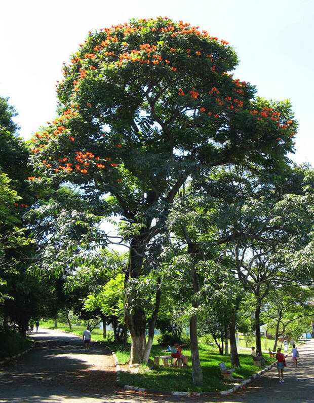 Экзотическая красота: Африканское тюльпанное дерево