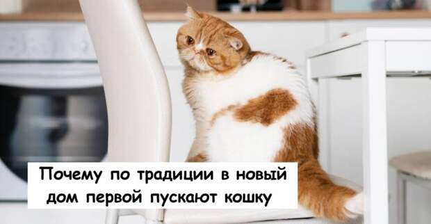 Почему по традиции в новый дом первой пускают кошку