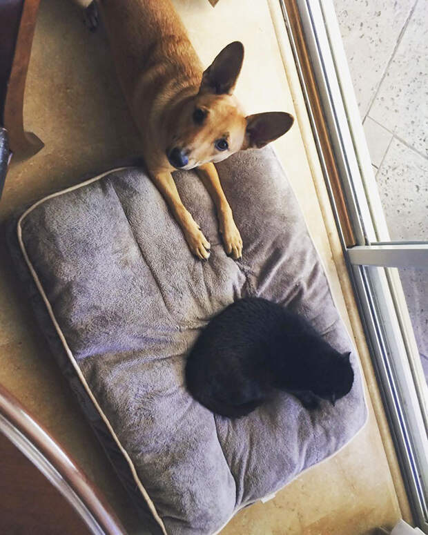 Котики продолжают захватывать лежаки собак