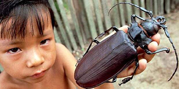 Самые большие и редкие насекомые большие насекомые, инсектофобия