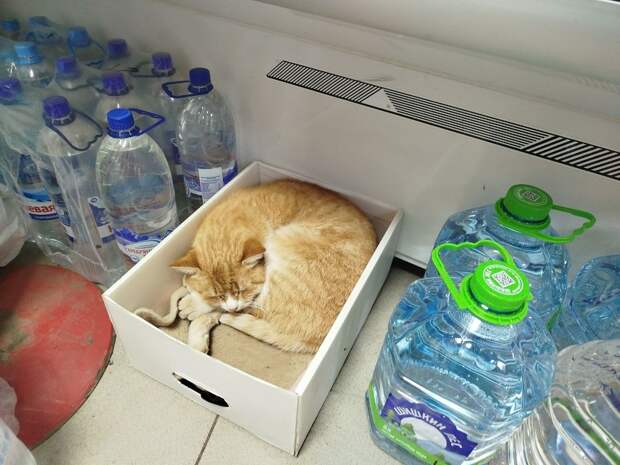 Типичный магазин в Донецке https://t.me/webmoney_dn/311954