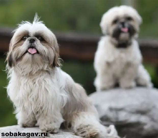 Ши тцу собака. Описание, особенности, уход и цена ши тцу