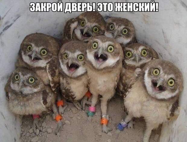 Смехотерапия Писца. Класс!