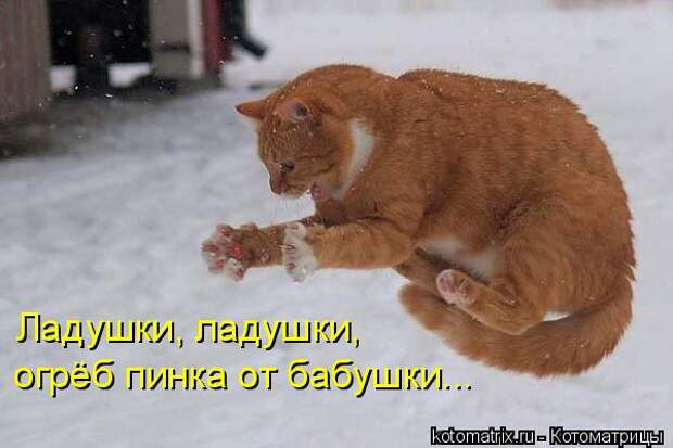 Котоматрица. Мысли вслух :)