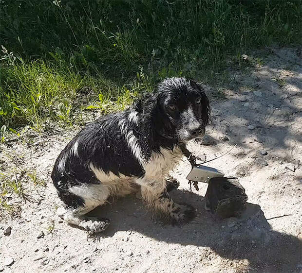 http://goodnewsanimal.ru/_nw/70/83421963.jpg