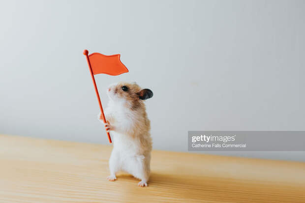 Hamster Red Flag