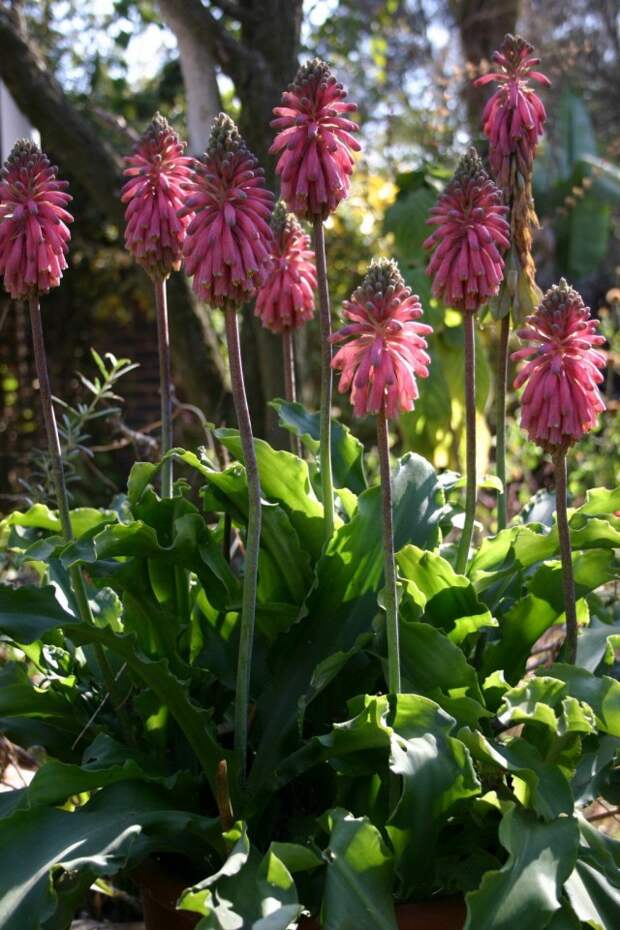 Вельтгеймия прицветниковая (Veltheimia bracteata)
