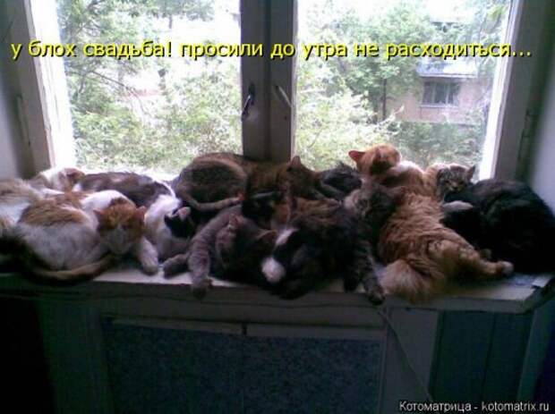 Новая котоматрица для позитива (35 фото)