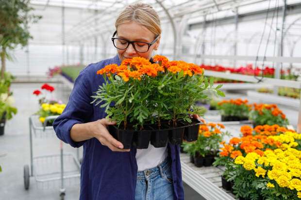 Бархатцы: как и когда сеять семена на рассаду, когда сажать цветы в открытый грунт