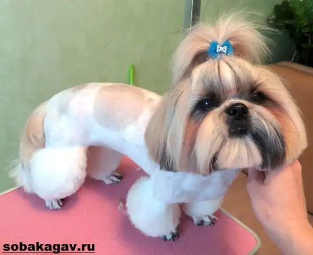 Ши тцу собака. Описание, особенности, уход и цена ши тцу