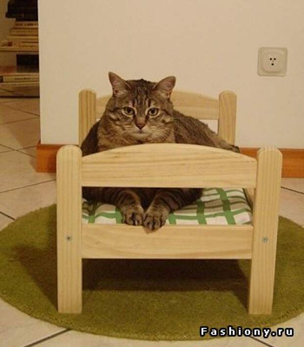 кошкин дом