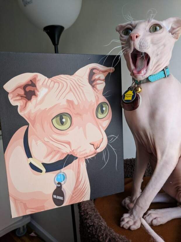 кот