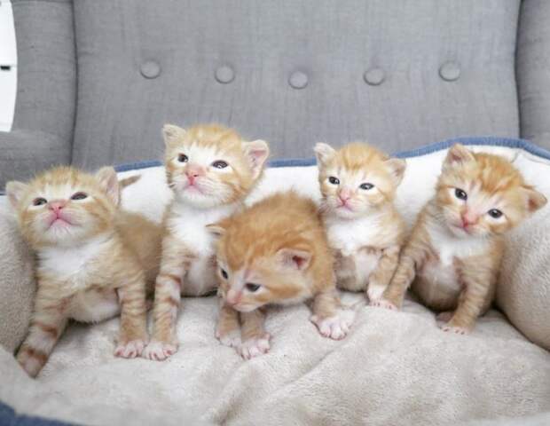 Пять слепых рыжих комочков плакали в холодном гараже история, история спасения, коты, котята, кошки, помощь животным, спасение животных