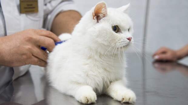 Ветеринар Романова: добавки с омега-3 помогут питомцу пережить весеннюю линьку