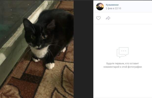 Кошечка-потеряшка с Юных Ленинцев мечтает об уютном доме