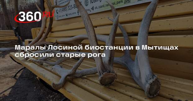 Маралы в период обновления рогов