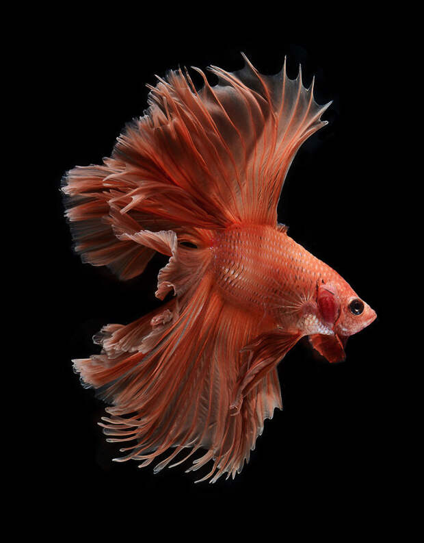The Elegant And Fantastic Poses Of Aquarium Fish Captured By A Thai Photographer
