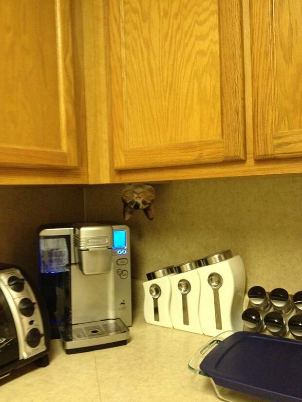 Смешные кошки