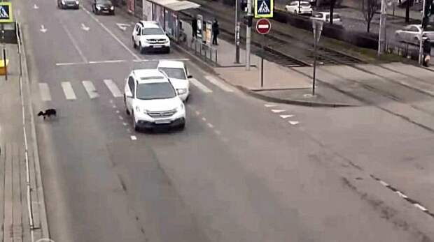 Авария дня. Собака спровоцировала ДТП в Краснодаре авария, авария дня, авто, авто авария, видео, дтп, пешеходный переход, собака